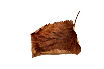 Close-up of autumn leaf on white background