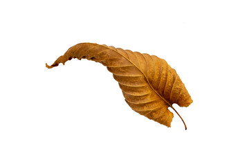 Close-up of autumn leaf on white background