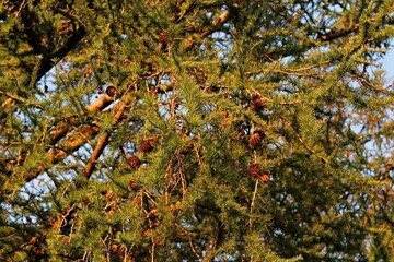 Brown pinecones in a green pine tree