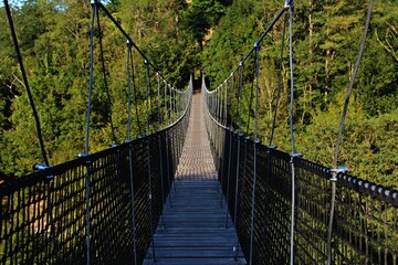 wooden suspension bridge in the forest with big trees around full of green leaves