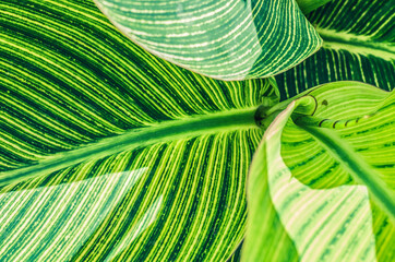 Canna green leaf photo.