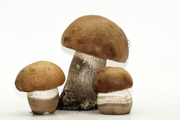 Steinpilz Boletus Speisepilz freigestellt auf weißem Hintergrund