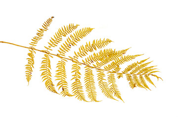 Close-up of autumn leaf on white background