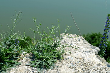 plant on stones