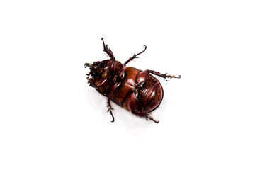 Big rhinoceros beetle on a white background. Shallow depth of field