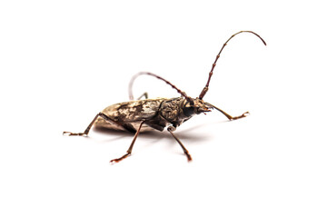Barbel beetle with a long mustache on a white background