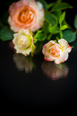 pink beautiful summer roses on black background