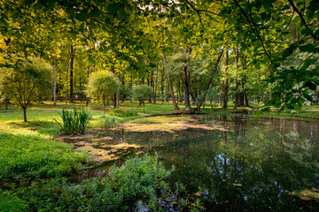 natural pond surrounded by green trees and grass in sunny summer weather