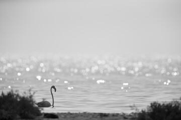 Greater Flamingo wading  in the morning hours, Asker coast, Bahrain