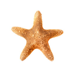 starfish isolated on white background