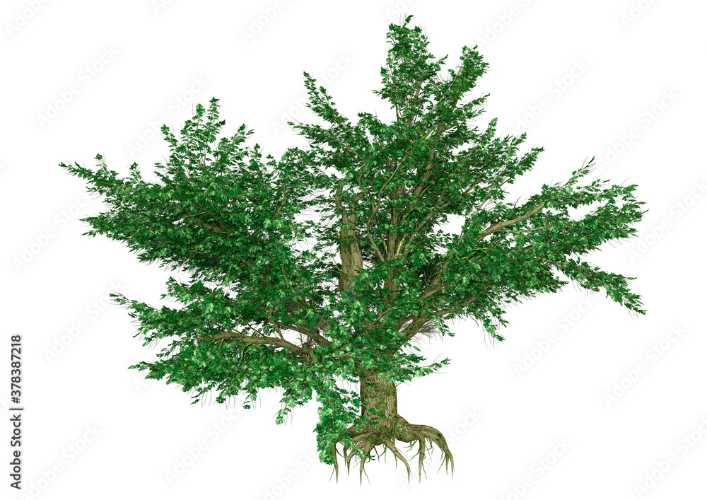 Wall mural 3d rendering maple tree on white
