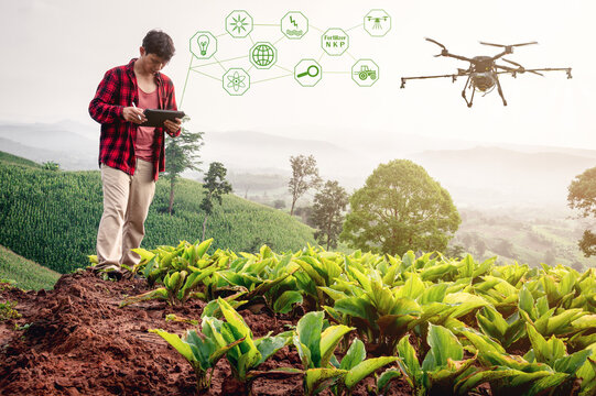 Smart Farmer Using Technology Control Agriculture Drone Farming Fly To Spray Fertilizer Or Insecticide On The Fields. Industrial Agriculture And Smart Farming Drone Technology Smart Farm Concept