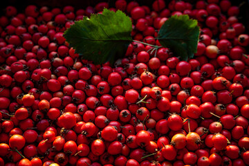 Red berries of a useful plant hawthorn. It looks like a rose hip. A medicinal plant used in medicine. Background from fruits top view. Harvest.