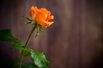 one beautiful orange rose on wooden table
