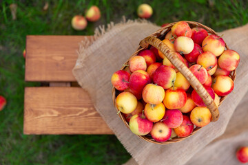 A basket with apples stands on a wooden bench on the grass. Harvesting in an apple orchard. View from above, flat lay.