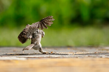 Spotted owlet hovering in their prey. owl flew its prey on the ground