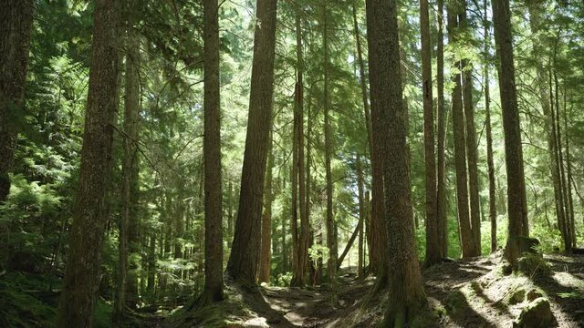 Wide, Oregon forest landscape
