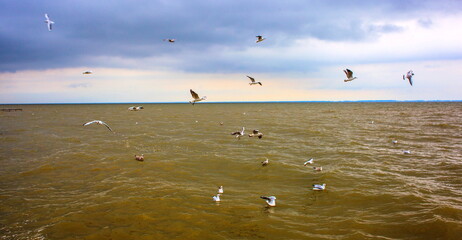 Seagulls on the lagoon