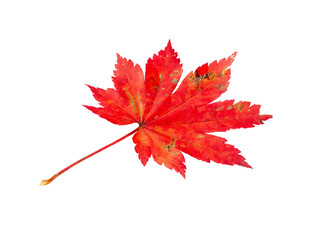 Close-up of autumn leaf on white background