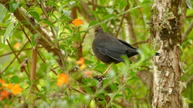 Trush sitting on the branch in the Costa Rica jungle, national bird. Exotic black bird with orange beak in a rain forest sitting on the branch and flying off.
