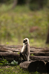 Gray Langur sitting on a wooden log at Kabini Forest Reserve, India