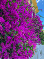 Bougainvillaea flowers and green leaves close-up across blue sky and yellow house. Summertime. Background. Copy space. Vertical