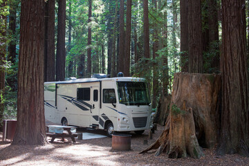 Camping in the woods between mammoth trees - 378389281