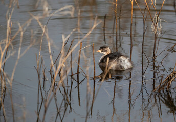 Juvenile Little grebe at Kabini Forest Reserve, India