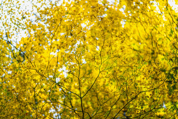 Close up shot of yellow Ginkgo leave in the morning light with the bokeh background. There was the light of the sun shining on the tree and there was a beautiful shadow. Feeling relax and refresh.