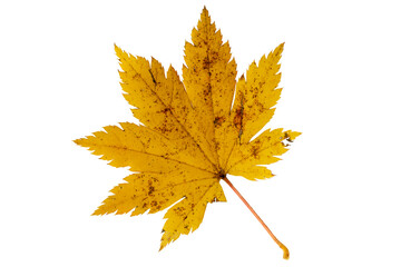 Close-up of autumn leaf on white background