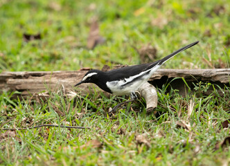 White-browed wagtail feeding at Kabini Forest Reserve in the evening, India