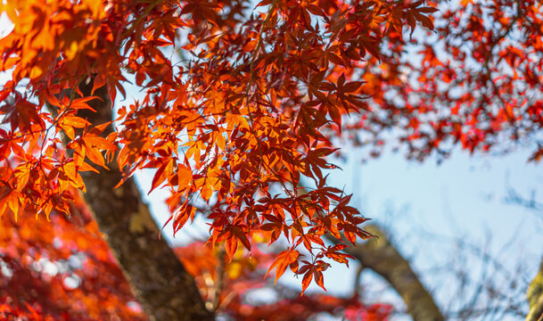 Close up shot of red maple leave in the morning light with the bokeh background. There was the light of the sun shining on the tree and there was a beautiful shadow. Feeling relax and refresh.
