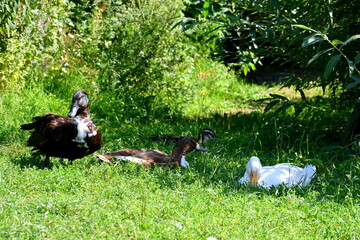 A close up on a family of ducks composed of a black, ginger and white bird resting on a small lawn or meadow next to some trees and shrubs seen on a sunny summer day on a Polish countryside