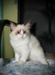 Fototapeta premium two month old Ragdoll kitten at home