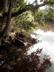 The forest of Paimpont, considered to be the mythical forest of Brocéliande. Focus on a lake.