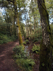 The forest of Paimpont, considered to be the mythical forest of Brocéliande. Focus on a small river.