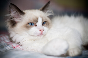 two month old Ragdoll kitten at home