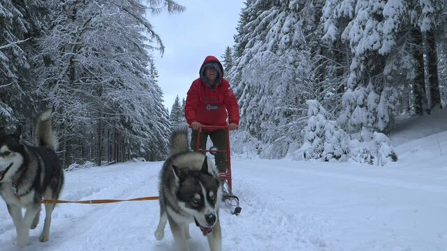 Husky dogs dragging a man on a sled, snow falling on them, on a cloudy, winter day, - Slow motion shot
