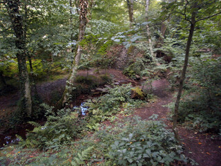 The forest of Paimpont, considered to be the mythical forest of Brocéliande. Focus on a small river.