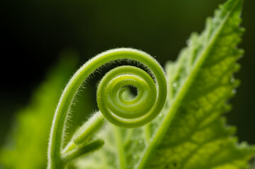 A spiralling new shoot leaf of green plant, growing in the garden.Green circle shape of vegetable in the nature.Green wallpaper background.