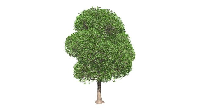 Tree growing animation sequence. Tree growth animation concept on white background. 