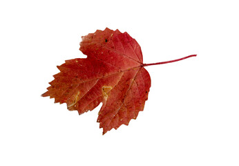 Close-up of autumn leaf on white background