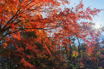 colorful of tree in autumn season