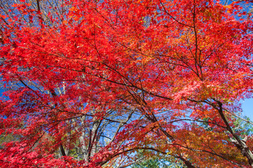 colorful of tree in autumn season