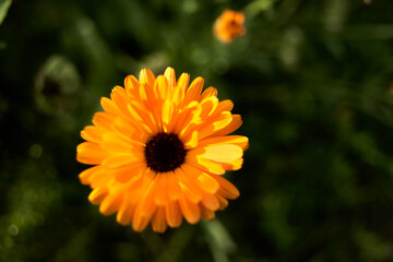 Close up of a marigold (Calendula officinalis) in a dark green meadow.