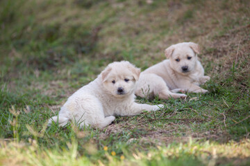 Close up pets focus on camera