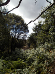 The forest of Paimpont, considered to be the mythical forest of Brocéliande. View of some trees, with dead branches.
