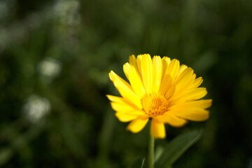 Yellow flower (Anthemis tinctoria) growing in the field, dark green background.