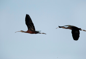 Glossy Ibis in flight at Asker Marsh, Bahrain