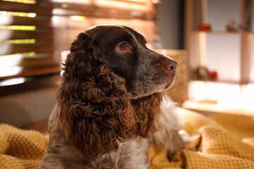 Cute English Cocker Spaniel on blanket near window at home